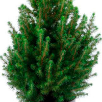 Picea glauca green with decorative white pot  - Mini Christmas tree