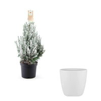 Picea glauca green-white with snow and decorative white pot  - Mini Christmas tree