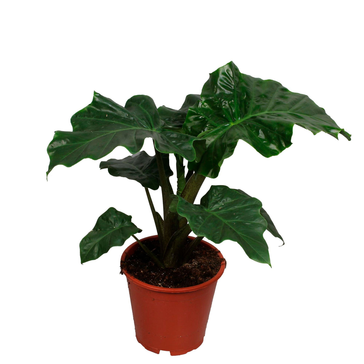 Elephant's ear Alocasia 'Low Rider'