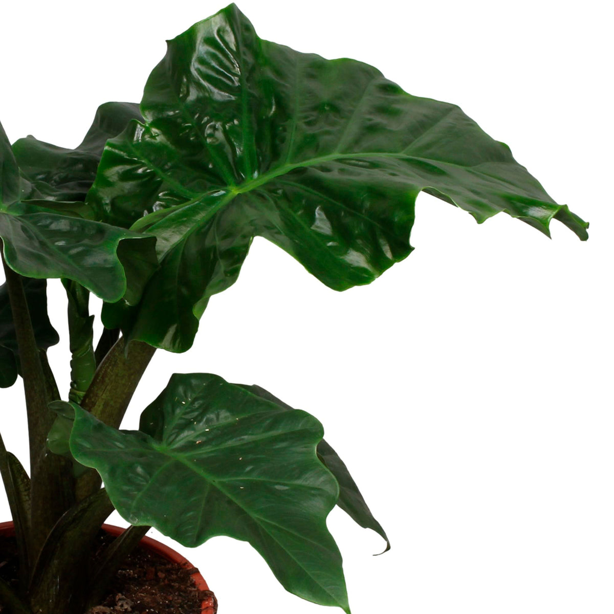 Elephant's ear Alocasia 'Low Rider'