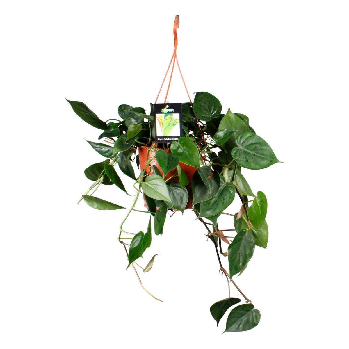 Philodendron scandens green incl. plastic hanging pot  - Hanging plant