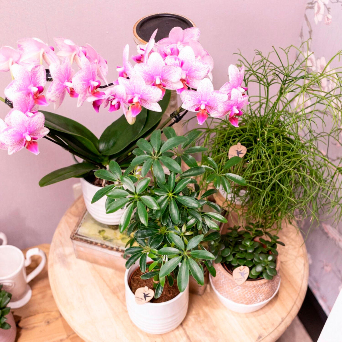 Butterfly Orchid Phalaenopsis 'Rotterdam' Pink