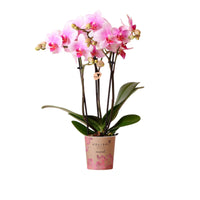 Butterfly Orchid Phalaenopsis 'Rotterdam' Pink