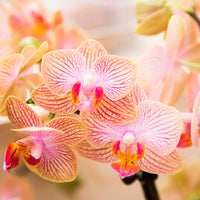 Butterfly Orchid Phalaenopsis 'Trento' Orange