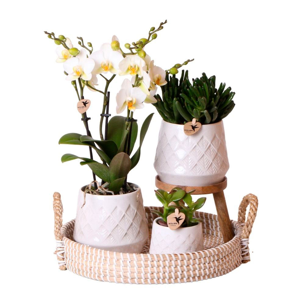 Complete set 'Bohemian'  White