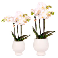 2x orchid Phalaenopsis — white set incl. 2x decorative white pots