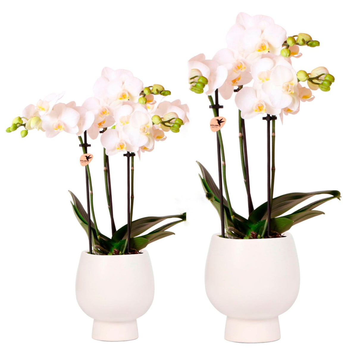 2x orchid Phalaenopsis — white set incl. 2x decorative white pots