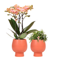 1x orchid Phalaenopsis + 1x Rhipsalis Prismatica orange-green incl. decorative terracotta pots