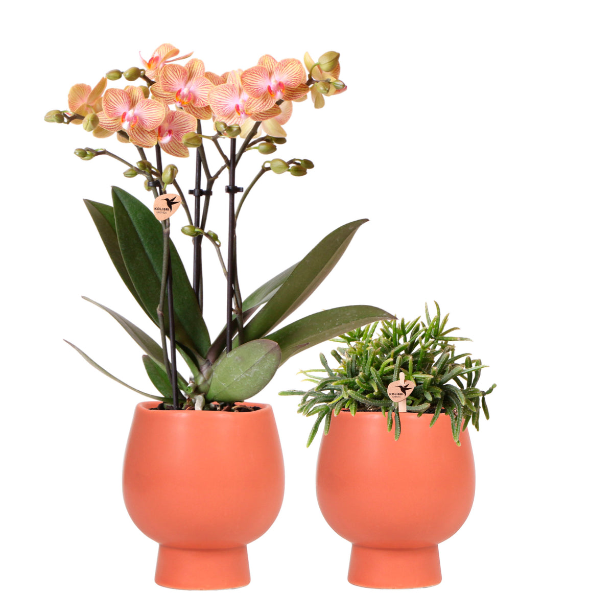 1x orchid Phalaenopsis + 1x Rhipsalis Prismatica orange-green incl. decorative terracotta pots