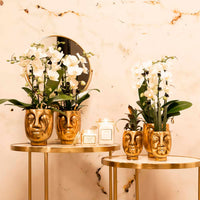 1x orchid Phalaenopsis + 1x succulent Crassula white-green incl. decorative gold pots