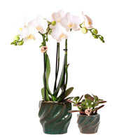 1x orchid Phalaenopsis + 1x succulent Crassula — white-green incl. green decorative pots