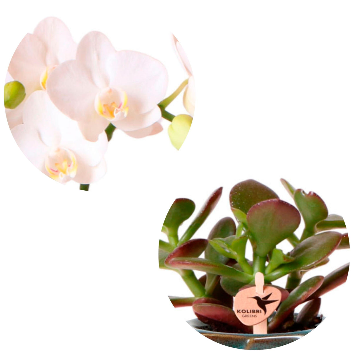 1x orchid Phalaenopsis + 1x succulent Crassula — white-green incl. green decorative pots