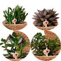 4x succulents — green set incl. baskets