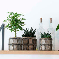 3x succulents — green set incl. decorative pots + wooden plant stand