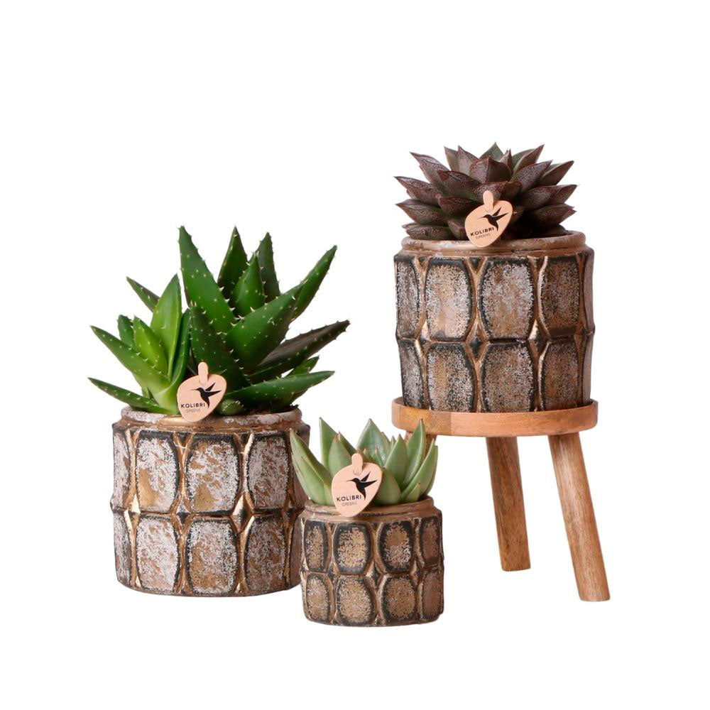 3x succulents — green set incl. decorative pots + wooden plant stand