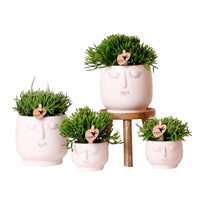 4x Rhipsalis — green set incl. white decorative pots and plant stand
