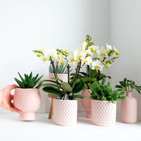 2x Rhipsalis — green set incl. decorative pink pots