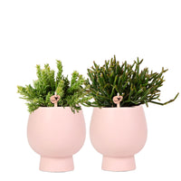 2x Rhipsalis — green set incl. decorative pink pots