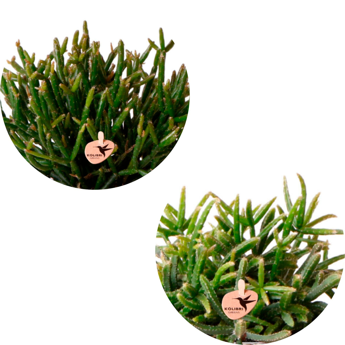 2x coral cactus — green set incl. white, happy face decorative pots