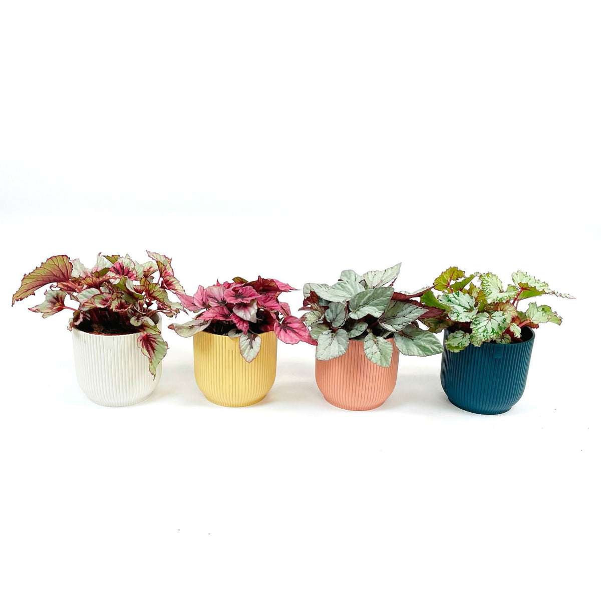 4x  Painted-leaf Begonia - Mix 'Unique' incl. decorative pots