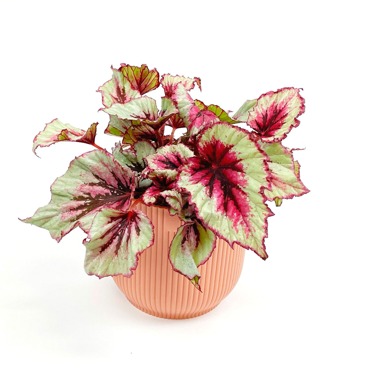 Painted-leaf Begonia 'Evening Glow' incl. decorative pot