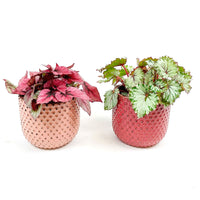 2x Painted-leaf Begonia - Mix 'Color Match' incl. decorative pots