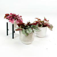 3x Painted-leaf Begonia - Mix 'Bright Begonia's' incl. decorative pots