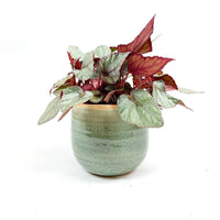 Painted-leaf Begonia 'Maori Haze' incl. decorative pot