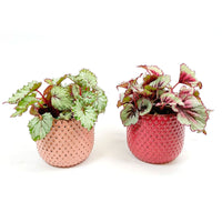 2x Painted-leaf Begonia - Mix 'Bold Begonia's' incl. decorative pots