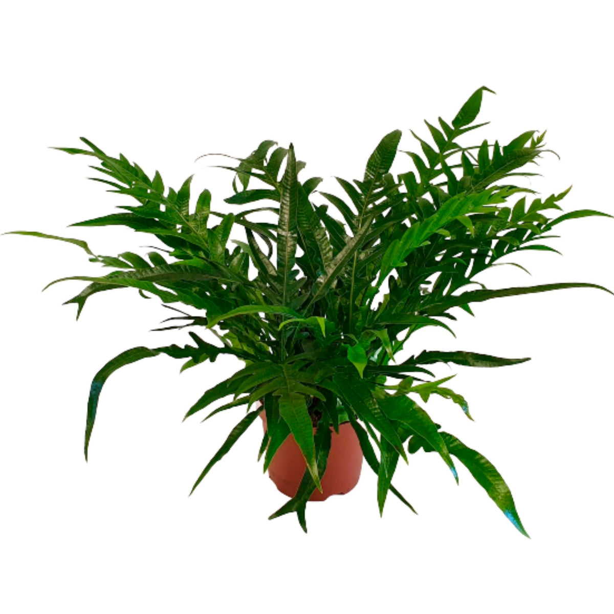 Fern Aglaomorpha