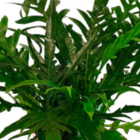 Fern Aglaomorpha