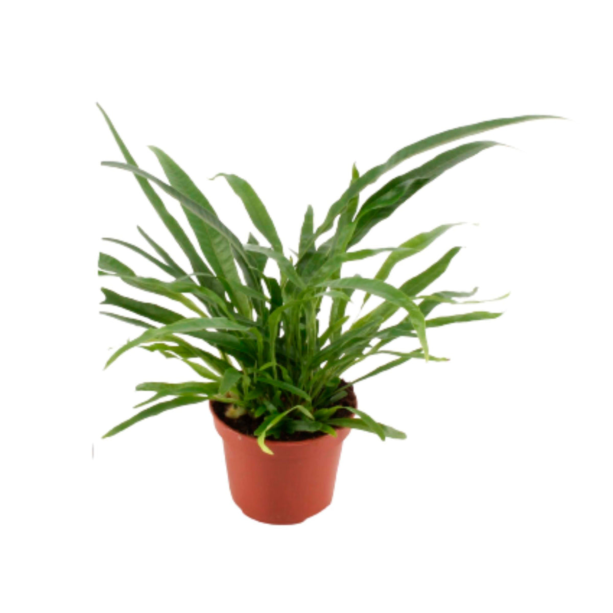 Fern Aglaomorpha