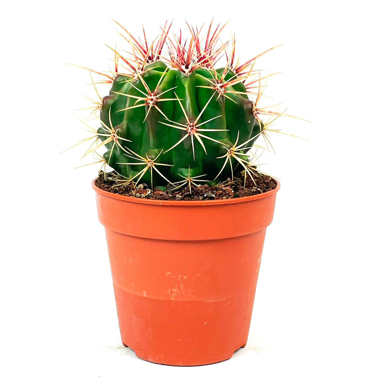 Fire Barrel Cactus Ferocactus stainesii