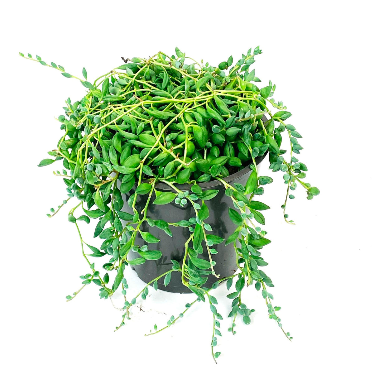 String of Beads Senecio herreianus  - Hanging plant