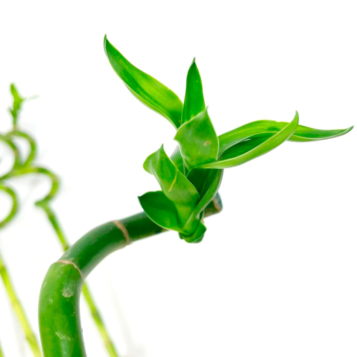 5x Dragon Tree Dracaena sanderiana