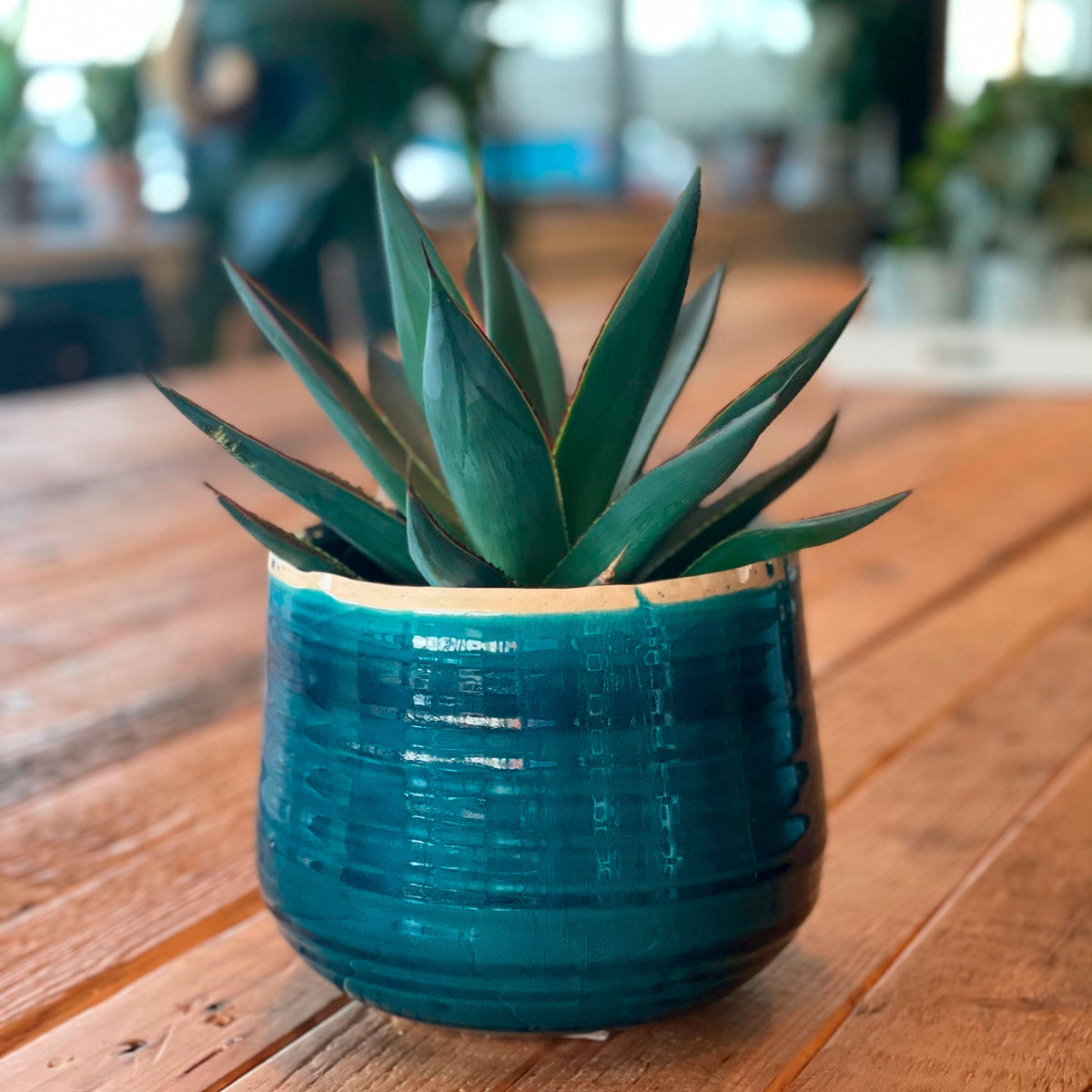 Agave 'Shaka Zulu'