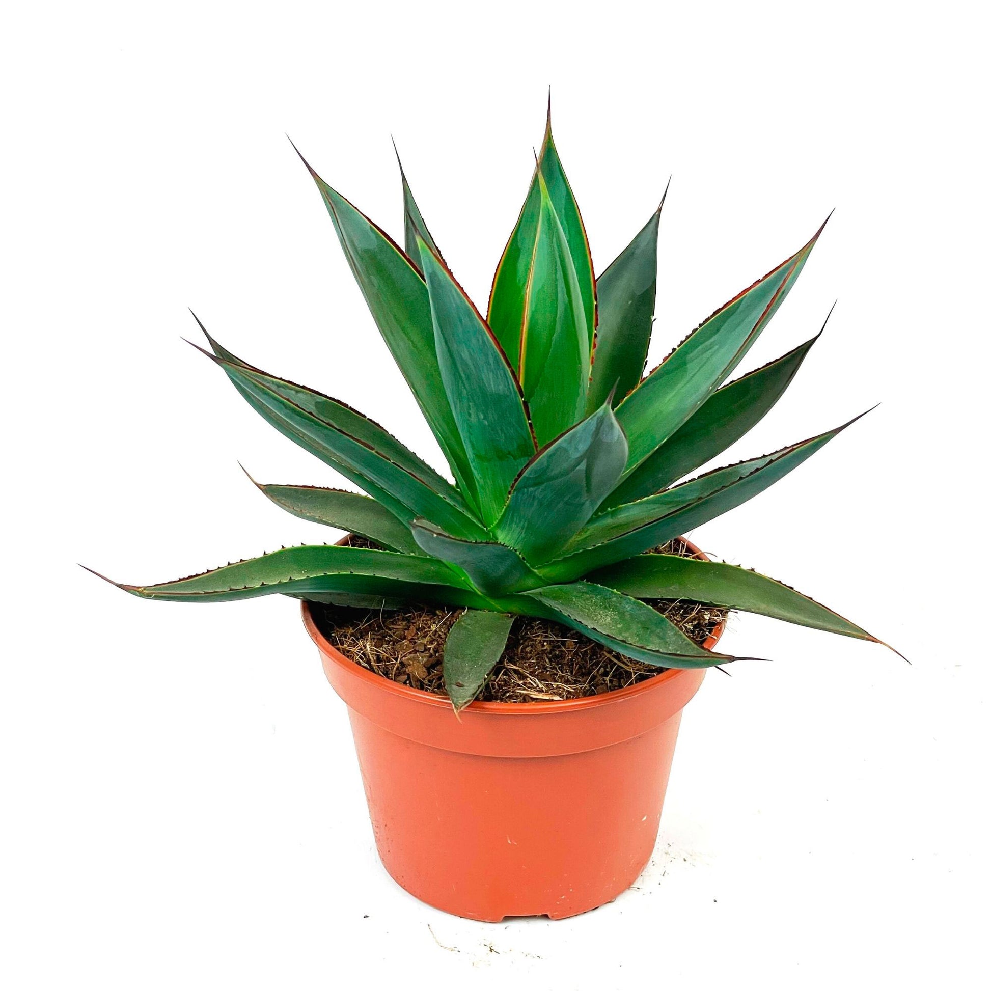 snake plant zulu Agave 'Shaka Zulu'