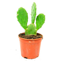 Prickly Pear Cactus Opuntia vulgaris