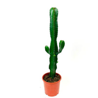 Desert Candle Cactus Euphorbia acruensis