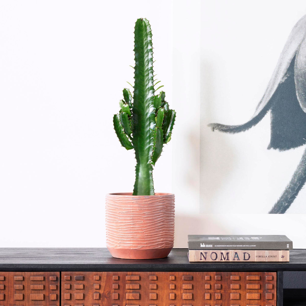 Desert Candle Cactus Euphorbia acruensis