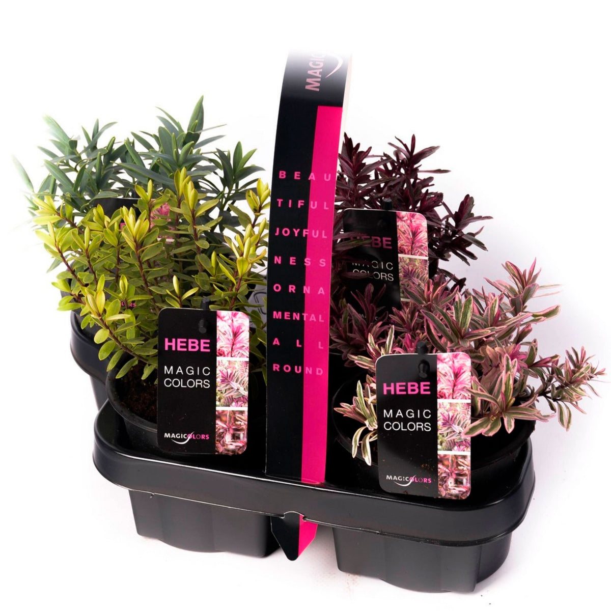 4x Hebe — Mix 'Heartbreaker' multi-coloured - Hardy plant
