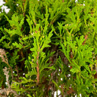 Chinese golden cedar 'Aurea Nana' Green-Yellow - Hardy plant