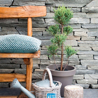 Juniperus scopulorum 'Moonglow' XL blue - Hardy plant