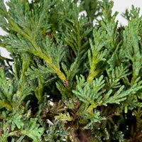 Juniperus scopulorum 'Moonglow' XL blue - Hardy plant