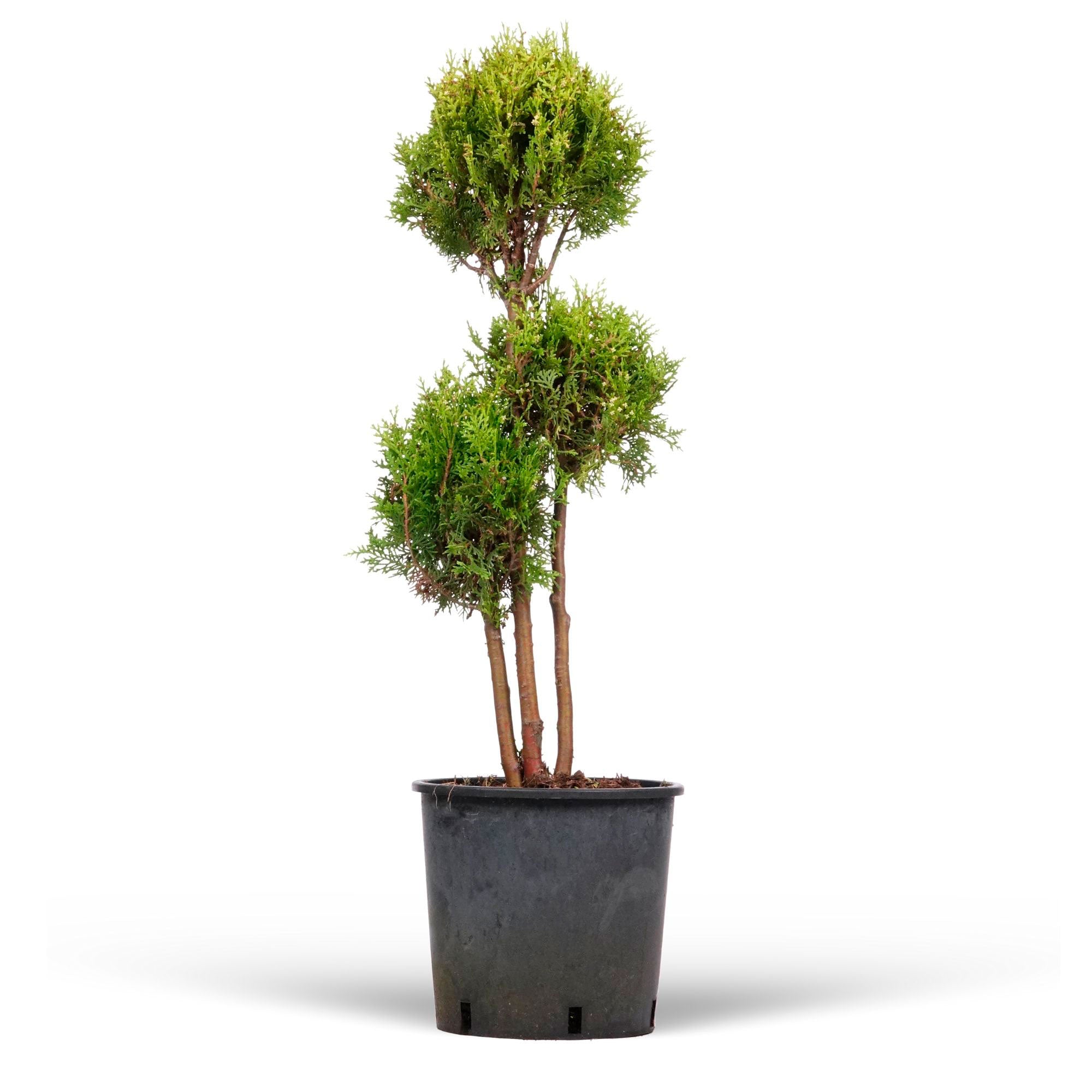 Buy conifers now Chinese golden cedar Thuja XL multiple bulbs