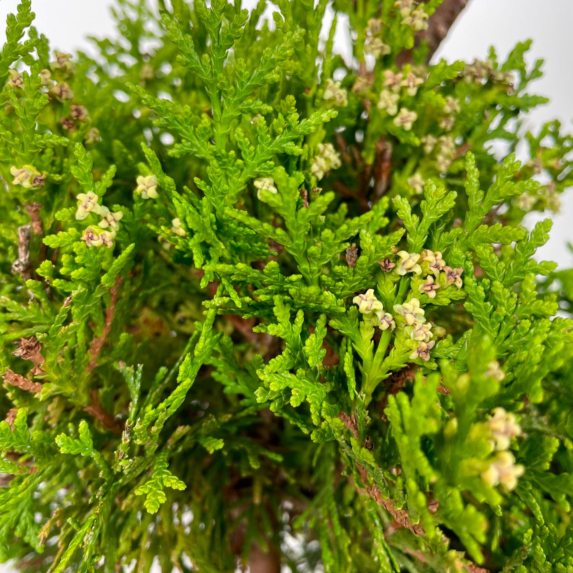 Buy conifers now Chinese golden cedar Thuja XL multiple bulbs