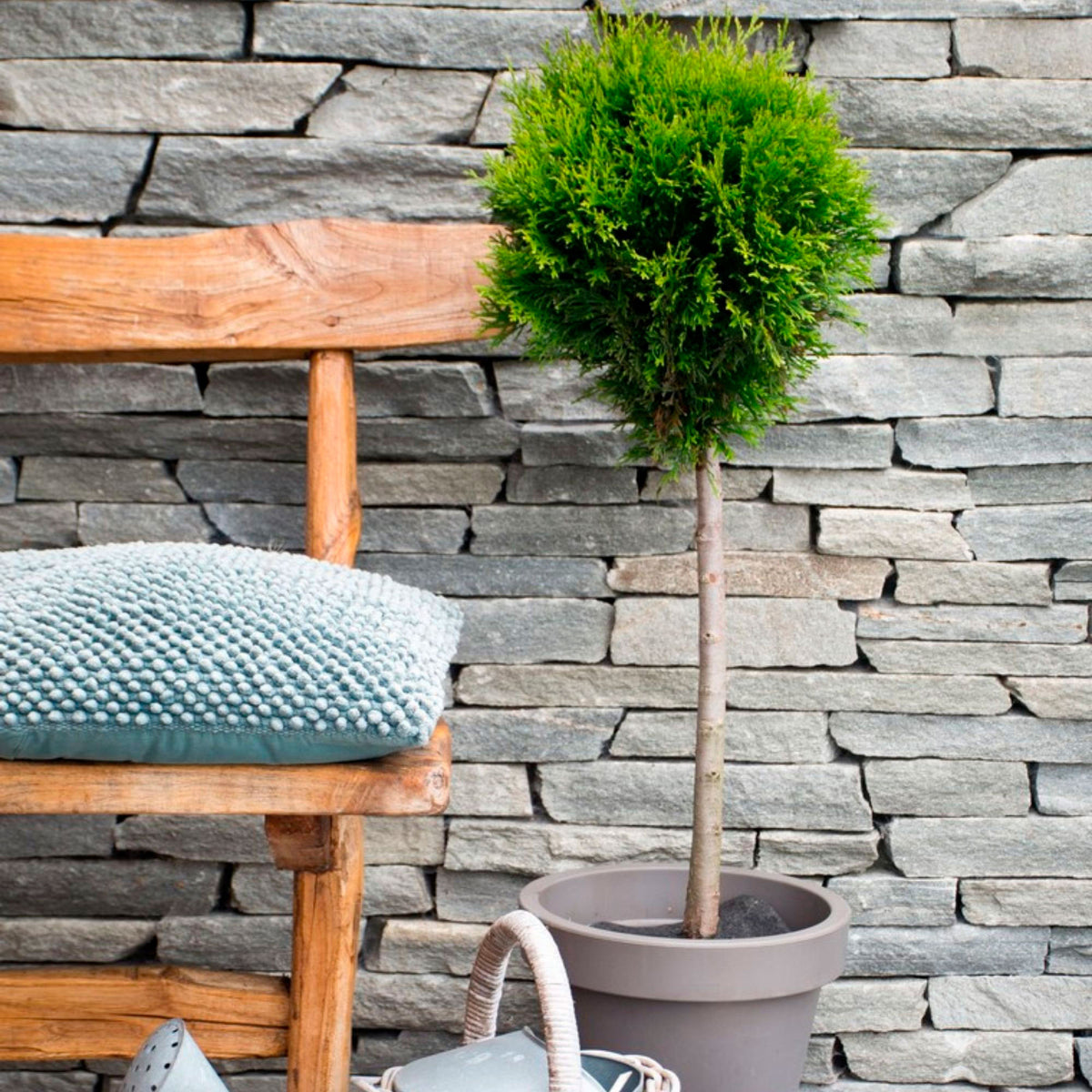 Thuja Cypress Thuja 'Smaragd' - Hardy plant
