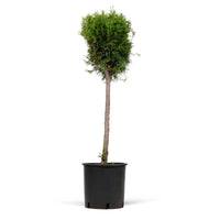 Thuja Cypress Thuja 'Smaragd' - Hardy plant