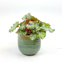 Painted-leaf Begonia 'Asian Tundra' incl. decorative pot green