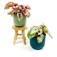 2x Painted-leaf Begonia - Mix incl. decorative pots green-blue and plant stand